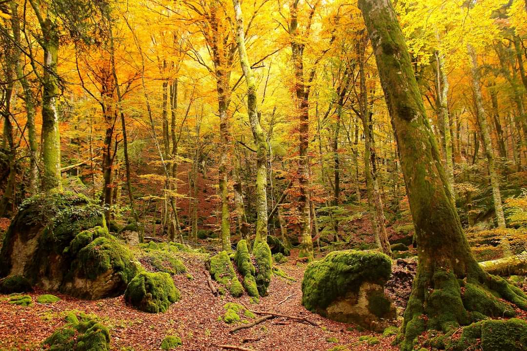 20 Ottobre - Bagno di colori nel Bosco delle Fate