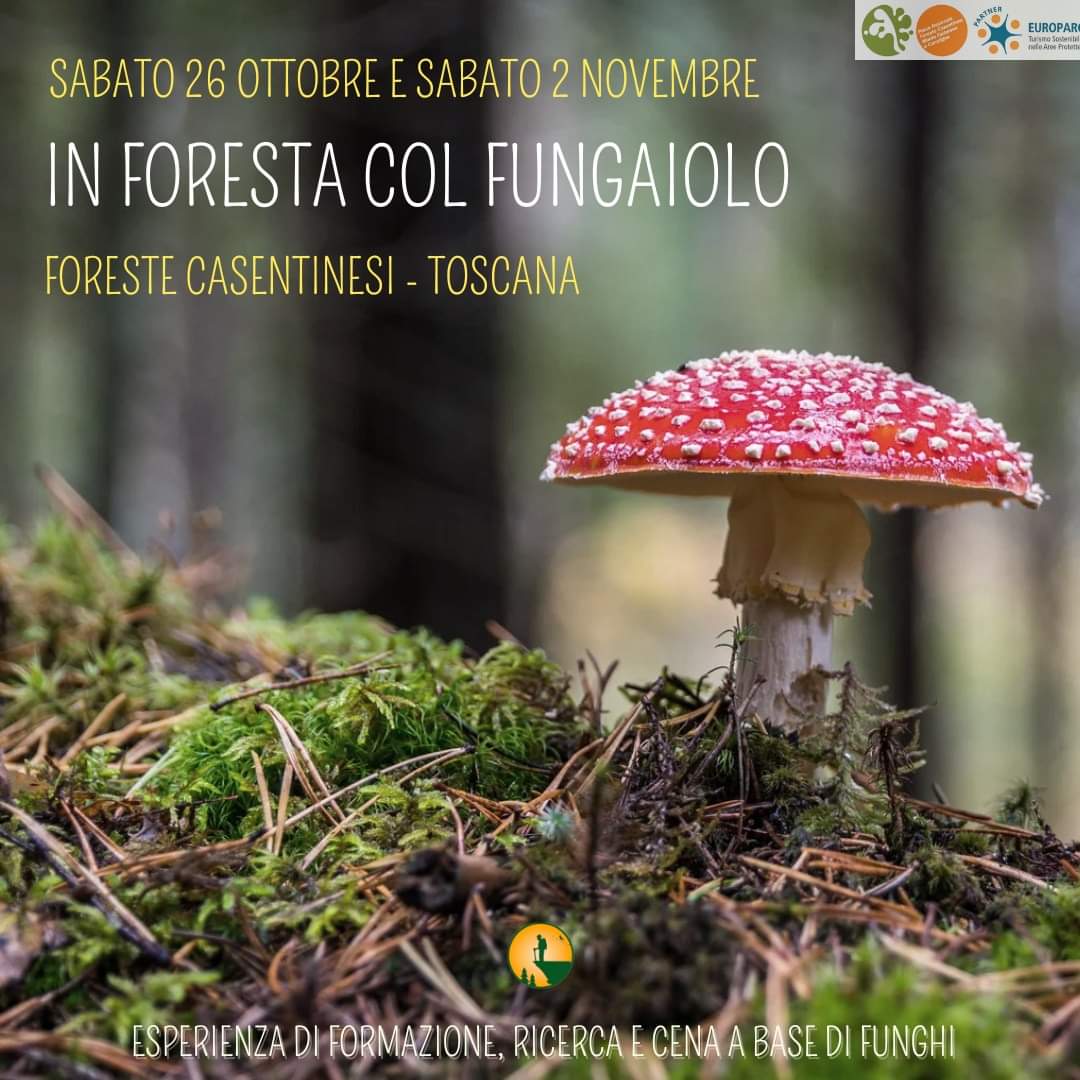 26 Ottobre - In Foresta col Fungaiolo