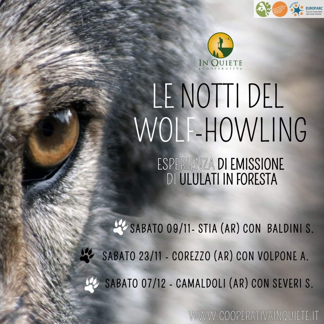 9 Novembre - Le notti del Wolf howling: Trek e formazione sul Lupo